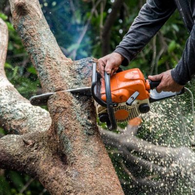 Factors To Consider Before Hire A Professional Tree Surgeon