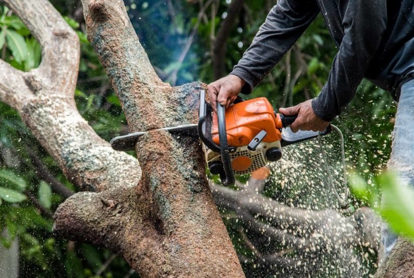 Factors To Consider Before Hire A Professional Tree Surgeon